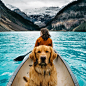 Travelling with a Golden Retriever