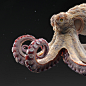 Octo, Pedro Pereira : Octopus textures and look dev - personal project<br/>Scroll down for close-ups