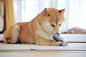 我的玩具小老鼠！
Me and my toy, lookin' good all da tiem!

おもちゃのネズミくんをガシガシ #doge 