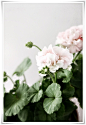 。 | Flower_Pink
