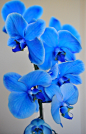 蓝色的奥秘兰花...爱.. #色彩#