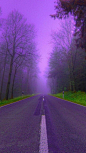 紫色雾，公路树林自然风光