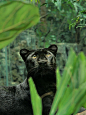 梦幻生物 黑豹——猫科里的黑钻，其实黑豹并非特定物种，而是指几种豹中的黑化个体。这种“与众不同”的美尽管伴随着孤独和稀有，但也造就着梦幻与诗意。