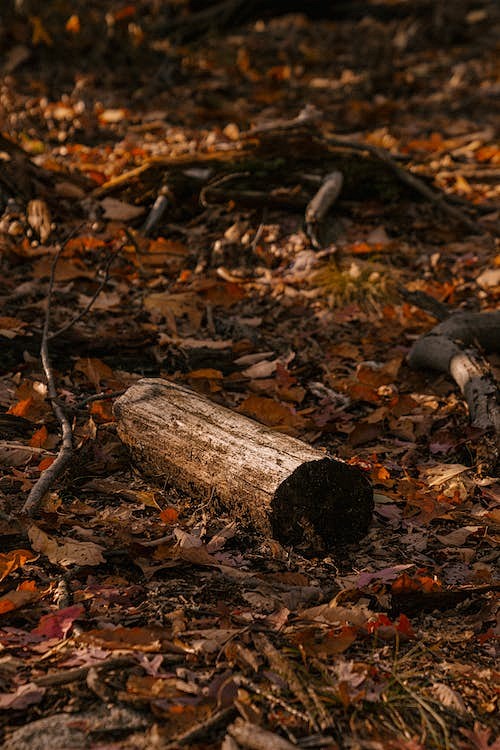 免費 在秋天的落葉，在森林裡的干樹幹 圖...