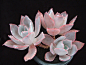 拟石莲花属 Echeveria#多肉植物#