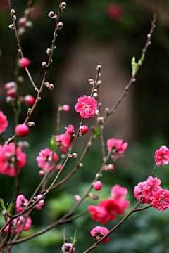 那麼美采集到花花世界