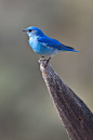 “The bluebird carries the sky on his back.” -- Henry David Thoreau: 