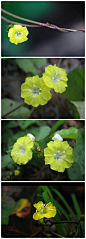 鱼黄草
旋花科（Convolvulaceae）
　　一年生、细弱、缠绕草本，全株近光滑，长1-3米。
　　叶互生，卵形，长2-5厘米，顶端渐尖，基部心形，全缘或三深裂，钝齿状或齿状。
　　腋生聚伞花序，与叶柄近等长，有花3-5或多朵；萼片5,近卵形，长约4毫米，顶端钝或近截头状；花冠黄色，钟状，长约1厘米，顶端5浅裂；雄蕊5,不等长；子房上位，花柱长，柱头头状。
　　蒴果卵形，光滑，有棱。