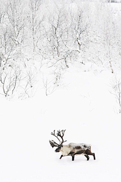 摄影者郑洳亚采集到雪景图