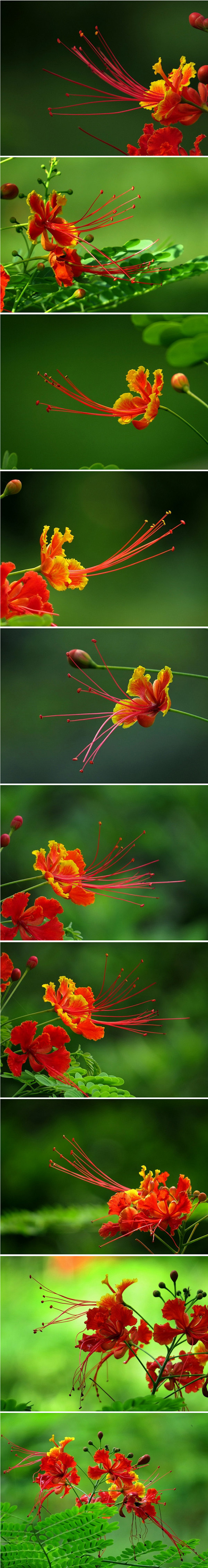 洋金凤，别名：金凤花、蛱蝶花、黄蝴蝶等。...