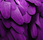Michael Fitzsimmons在 500px 上的照片Purple Feathers