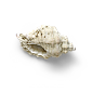 超高清 海星 海螺 贝壳 珊瑚 海马等 航洋生物主题 png元素 shell-79