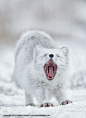 Arctic Fox...