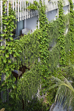 图加加景观设计采集到垂直绿化
