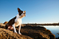 Pit mix on a beach : Ty Foster is the premiere Colorado dog and animal photographer.  He specializes in creating on location and studio dog photography