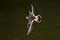 双领鸻（学名：Charadrius vociferus）鸻形目 鸻科 鸻属
Killdeer in flight by CaoLin  on 500px