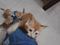cineraria: お腹がすいた子ネコたちが 私の足を登ってきた！ 猫の動画 ねこわん！
