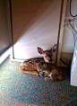 A fawn and a bobcat found in an office under a desk after a forest fire#加州大火# 森林大火后，一只小鹿和一只山猫在办公室的桌底下被发现。通常山猫是会捕食鹿的，但此刻他们却相互依傍。（图片来自朋友JOEL的FACEBOOK) ​​​​