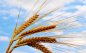 小麦单产破800公斤！青岛粮食产能再攀新高