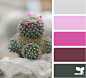 cactus tones