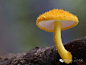 一辈子难得一见的“蘑菇”见过三种算你厉害！