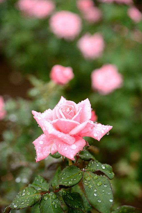 Rose & Drops (by yam...