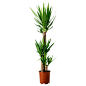 YUCCA ELEPHANTIPES Potted plant - IKEA : IKEA - YUCCA ELEPHANTIPES, Potted plant