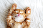 Animaux - Chat  Animaux Kitten Mignon Fluffy Fond d'écran