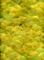 全部尺寸 | 51928 Ginkgo biloba | Flickr - 相片分享！