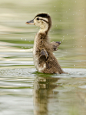 llbwwb:


(via 500px / Duckling Dry-Off by Peter Brannon)
