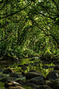 Waimea River, Hawaii