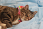 cat-tabby-rainbow-c59e48a7786c73e757124d6b15f869dc.jpg (4752×3168)