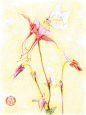 《莳花绘-花蝶》——芬芳季节，路过花儿与蝴蝶的浪漫缠绵，用色铅笔记录下那一幅幅仿佛只存在于梦境的绝美画面。用属于自己的笔触绘画美好， 让花与蝶在画纸上变为永恒。