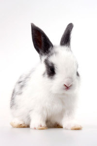 fcc98b42765608895c195425ed018405b58291e11eec-FG9o4Y