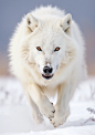 A captivating and determined alpha male Arctic wolf (Canis lupus arctos) sprinting in the wild, locked in a direct gaze with the viewer; Medium: Ultra-detailed digital photography; Setting: The landscapes of the Arctic tundra, its harsh climate and stark 