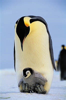 帝企鹅与小宝宝
