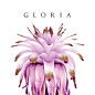 GLORIA BOTANIC on Behance