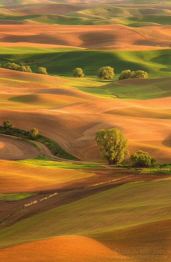 Palouse Hills, Washi...