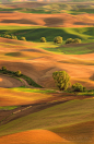 Palouse Hills, Washington.