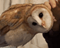 becausebirds:<br/>180° of owl scratches