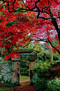 Japanese Garden-Biddulph Grange
