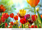 Beautiful spring flowers - stock photo