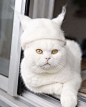 https://www.booooooom.com/2017/12/21/cat-hair-cat-hats-by-photographer-ryo-yamazaki/