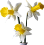 цветы весенние : Фото, автор svetlera на Яндекс.Фотках