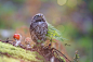 一只在蘑菇底下避雨的猫头鹰 萌态十足 : 2015年10月21日，猫头鹰Poldi在蘑菇底下避雨的照片在网上爆红。