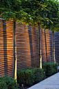 Large Wimbledon Garden | Up-lit pleached hornbeams underplanted with box in town garden | Charlotte Rowe Garden Design: 