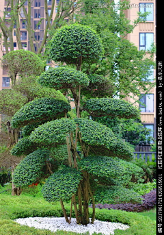 Kingfo采集到E景观植物---造型树