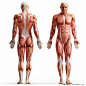 高清人体肌肉解剖图下载