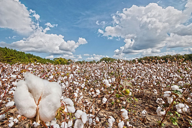 Field of Clouds with...