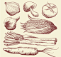 7款手绘蔬菜设计矢量素材，素材格式：AI，素材关键词：西红柿,蔬菜,手绘,玉米,大蒜,蘑菇,洋葱
